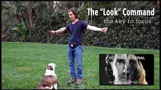 Teach Your Dog to Look at You - with Stella - #13 Robert Cabral Dog Training