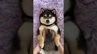 #PetChallenge#PetsMakeMeHappy#PetTric ks#CuteDogs