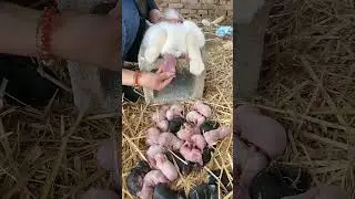 cute baby & cute rabbits 🥰🐥🐈 | birth cute rabbits baby #rabbit