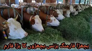Bachra Farming Business Plan||sahiwal cross#Desi cross bachray#