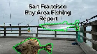 San Francisco Bay Area Fishing Report 2/4/24 (Fishing Oyster Point Pier)