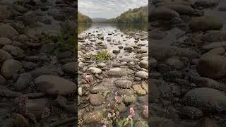 Delaware River early in the morning. #river #riversoundscape #naturevideo  #water #relaxing #birds r