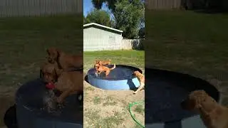 Biggest Portable Dog Pool I could order from Amazon 16x96