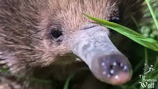 Echidnas: Up Close and Personal! 