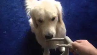 Mack gets antlers