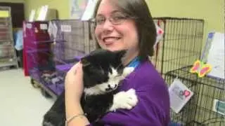 Meet adoptable cats at Animal Friends' PETCO adoption center!