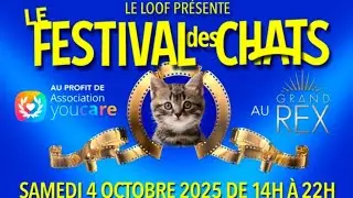 Je vais au FESTIVAL des CHATS ! 