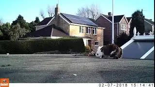 Camera trap cat