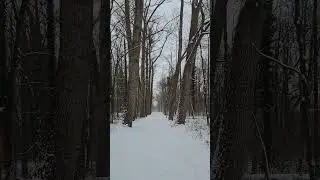Escape to a Relaxing Snow Forest (Nature Sounds)