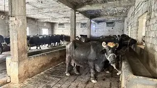 Syed farm taxila 