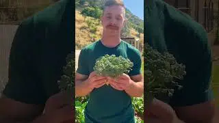 Broccoli can keep producing, even after the crown is harvested!