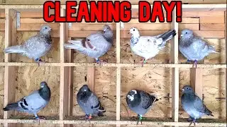 Pigeon Loft: Cleaning And Update