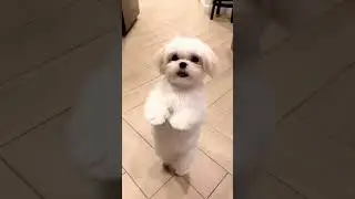 how cute the doggy is 🥰💗 #shorts #viralshorts #short #shortvideo #viralvideo #shortsfeed #viral #dog