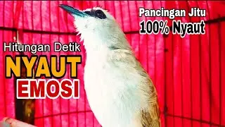 Trucukan Gacor Memanggil Lawan Pancingan Trucuk Gacor Agar Bunyi Jadikan Trucukan Gacor Nyaut Emosi 