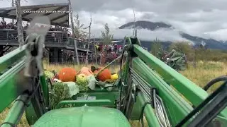 Big vegetables for big appetites: Bears munch on produce from the Alaska State Fair