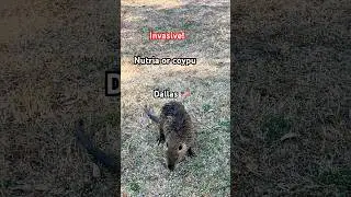 Nutria or coypu: herbivorous, semiaquatic rodent South America in Texas #Nature #Wildlife #invasive