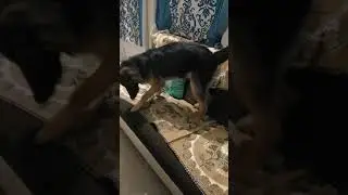 Buddy playing with his favorite toy and funny way running around