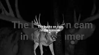 The deer are so smart #funny # hunting #trail cameras #bucks #big # deer