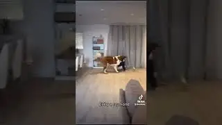 Chien drole #shortvideo #short #saintbernard #dog