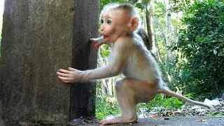 Super Cute Baby Pigtail Monkey, Baby Rocky 33 Days Old