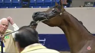 N 12 ROYAL PIETRA   GCAT Americas Denver 2025   Yearling Fillies Section B Class 1B