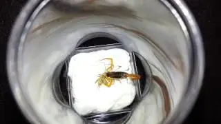 Centruroides nigrescens - feeding