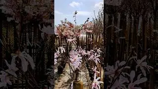 Spring season in europe.beautiful flowers blooming 2025