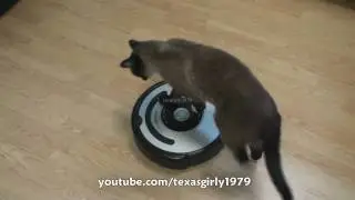 Cat shows HOW TO use iRobot Roomba Vacuum.