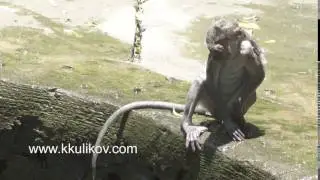 The crab-eating macaque ,Macaca fascicularis, also known as the long-tailed macaque
