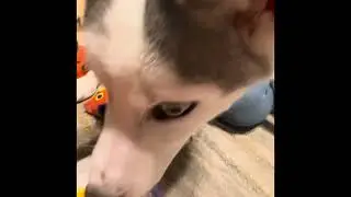 Bark Box unboxing August 2024 &ldquo; Walkies In The Andres &ldquo;