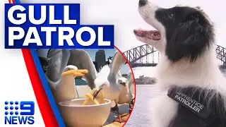 Cute puppy named Sydney on gull patrol while you dine on Sydney Harbour | 9 News Australia