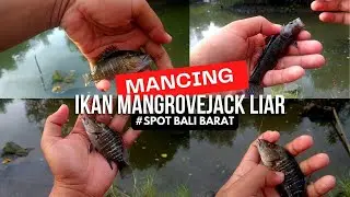 MANCING IKAN MANGROVE JACK LIAR / MENGARAT #sdf_5 #mangrovejack #fishing #mancingdibali
