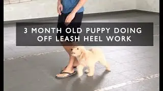 3 Months Golden Doodle Doing Basic Training