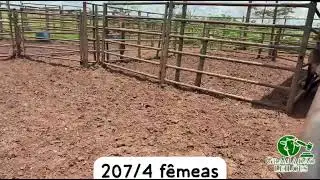 LOTE 207   4 F&Ecirc;MEAS