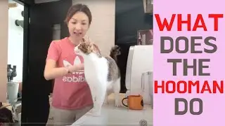 Cats are Fed, Now What? (Day in the Life of Cat Mom)