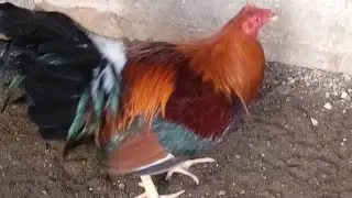 #Gallo sin espolón como amarrar
