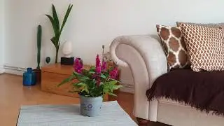HOW TO CARE FOR YOUR CELOSIA (CELOSIA SPICATA): Growing, Watering, Extracting Seeds & Propagation