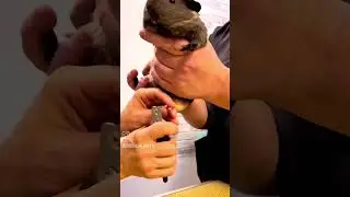 Лапокюр для морской свинки! Груминг салон 