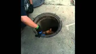 DAS rescues dog from sewer!