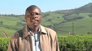 Midi Tea: South Africa's 100% tea blend