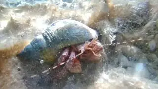 Hermit Crab Amazing Strategy to hide in Shell to protect and to avoid risk from predators