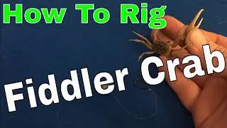 How To Rig a Fiddler Crab - Sheepshead Fishing Tips and Tricks