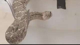 University of Arizona research: COVID-19 deaths linked to enzyme also found in rattlesnake venom
