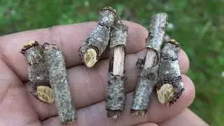 I want to raise a buff tip moth army (Phalera bucephala)