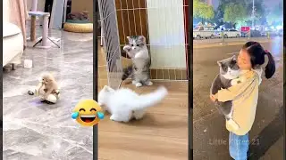 Funniest Cat 🥰 funny cats compilation 🐈&zwj;⬛ #cathouse #5309