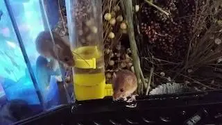 Tame Pet Harvest Mice eating sunflower seeds (RIP Thomas)