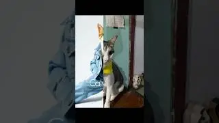 POV : UU CAT JADI BRAND AMBASSADOR CALVIN KLEIN #shorts #kucing #cat