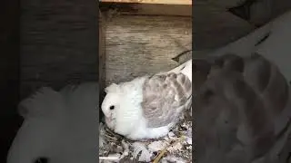 German Owl Pigeon!!