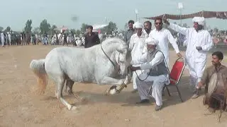 Horse Dance With Dhol In Pakistan 2023 | Lovely Ghora Dance