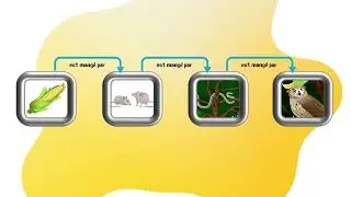 Animation - les chaînes alimentaires